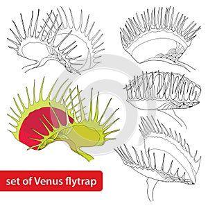 Set of Venus Flytrap or Dionaea muscipula isolated on white background. Illustrated series of carnivorous plants.