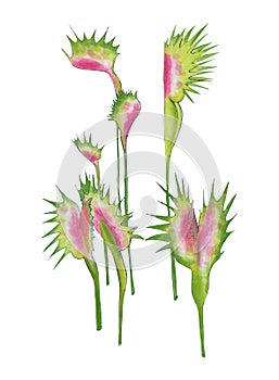 Set of `Venus Flytrap` made in watercolors on a white background photo