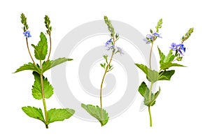 Set of Veronica chamaedrys flowers, buds and leaves