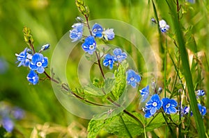 Da piccolo blu fiori da foresta 