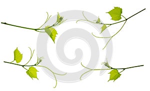Set: vine with leaves isolated on white background. Banner of organic .green grapes. Summer . Wine Day
