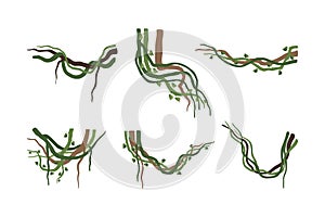 Set of vine winding branches or lianas. Jungle tropical climbing plants cartoon vector illustration