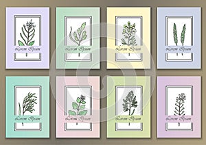 Set Vintage Posters with hand drawn watercolour herbs