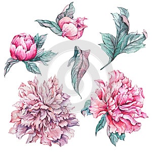 Set of vintage watercolor flowers peonies