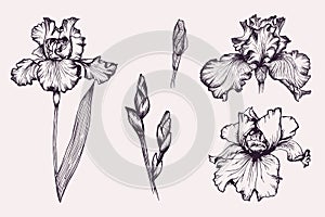 Set of violet iris botanical flowers in vector.