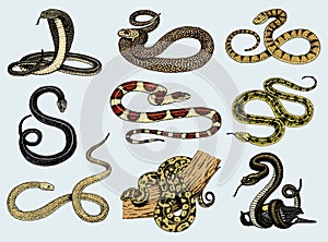 Sada zmije had. had kobra a krajta anakonda nebo zmije královský. ryté ručně malovaná v starý skica starodávný styl 