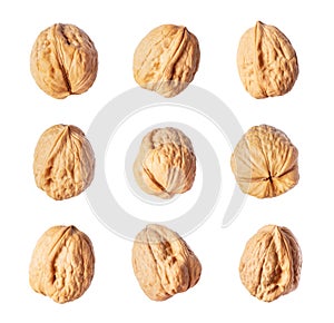 Set of walnuts close up isolated on a white background
