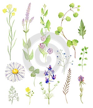 Set of watecolor cliparts of wild flowers