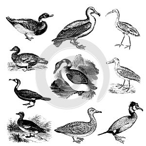 Set of water birds illustrations