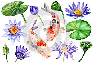 Set of water lily flowers and koi fish on isolated white background, watercolor botanical illustration. Violet lotus