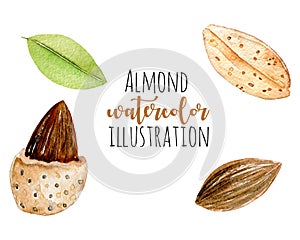 Set of watercolor almond elements