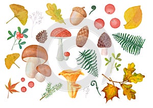 Set of watercolor autumn mushrooms, leaves, branches of pine, spruce, strawberries, cones