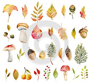 Set of watercolor autumn plants: yellow tree leaves, oak leaves, acorns and mushrooms