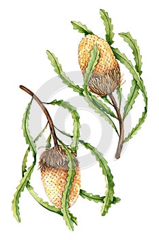 Set of watercolor banksia. Hand drawn illustration is isolated on white. Exotic flowers