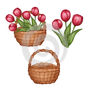 Set watercolor basket with spring tulips flowers, empty basket and flowers bouquet