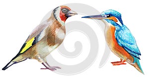 set of watercolor birds, kingfisher and goldfinch hand drawn illustration on white background