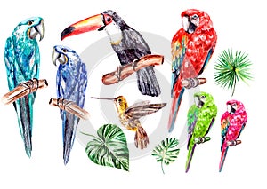 Set with watercolor birds, parrot, toucan and colibri.