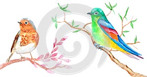 Set watercolor birds sitting on twigs on white. Hand drawn illustration