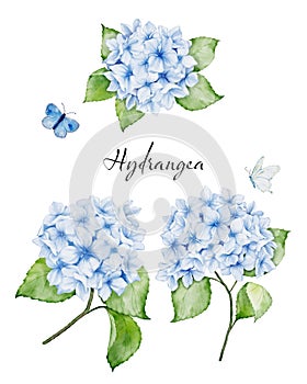 Set of watercolor blue hydrangea flowers bouquets and butterfliesSet of watercolor blue hydrangea flowers bouquets and butterflies