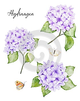 Set of watercolor blue hydrangea flowers bouquets and butterfliesSet of watercolor blue hydrangea flowers bouquets and butterflies