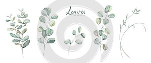 Set of Watercolor Botanical Leaves Elements