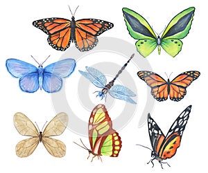 Set of watercolor butterflies and dragonfly isolated on white background. Bright green, blue, orange monarch butterfly