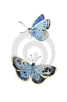 Set of watercolor butterfly Polyommatus dorylas, the turquoise blue butterfly of the family Lycaenidae