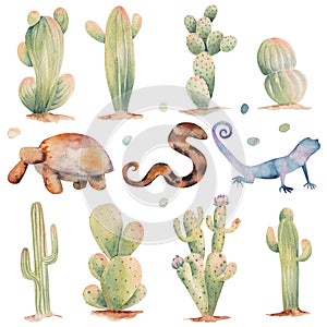 Set of watercolor cacti and animals of desert illustration on a white background