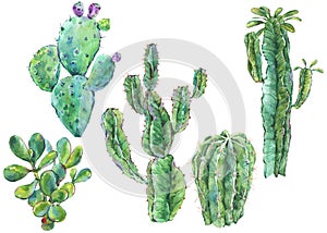 Set of watercolor cactus, succulent, flowers. Natural illustration