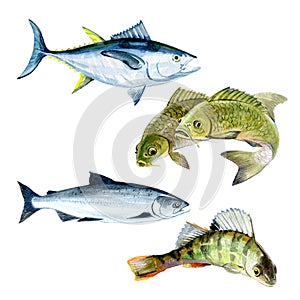 Set of watercolor carp, salmon, perch, tuna fish isolated