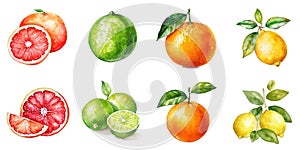 Set of watercolor citrus fruits isolated on white background: grapefruit, lemon, orange, lime. Generative AI