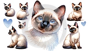 set of watercolor cute Siamese cat isolated on white background, generative ai