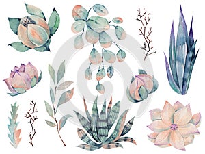 Set of watercolor desert plants, agave, succulents illustration on a white background