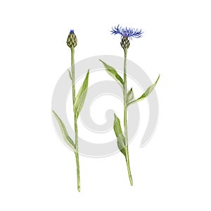 Set of watercolor drawing cornflowers