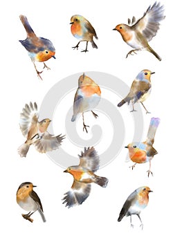 Set of watercolor drawings of forest robin birds.