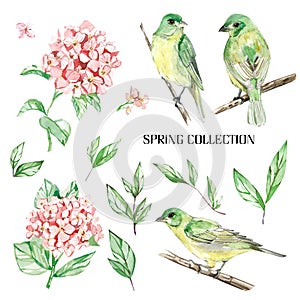 Set watercolor elements of bird and flowers, spring collection,