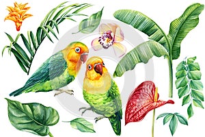 Set of watercolor elements. Green parrot, orchid, anthurium, tropical palm leaves.