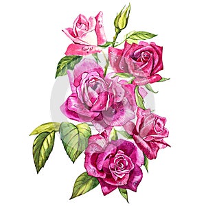 Set watercolor elements of roses. Collection garden pink flowers, leaves, branches. Botanic illustration isolated on