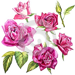 Set watercolor elements of roses. Collection garden pink flowers, leaves, branches. Botanic illustration isolated on