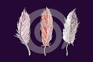 Set of watercolor feathers. Hand drawn light illustration isolated on dark background