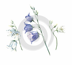 Set watercolor flowers background