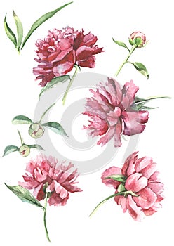 Set watercolor flowers background