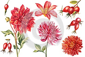 Set of watercolor flowers, botanical illustrations, autumn dahlias, chrysanthemum, wild rose