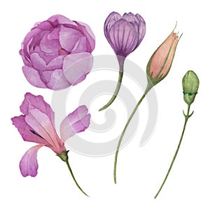 Set of watercolor flowers in different shapes, illustration of buds and blooming flowers on white background.