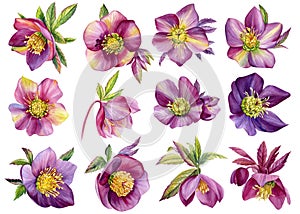 Set watercolor flowers, hellebores isolated on a white background. Botanical illustration. Floral watercolor elements