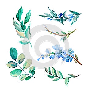 Set of watercolor flowers and leaves isolate on white background