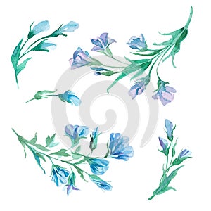 Set of watercolor flowers and leaves isolate on white background