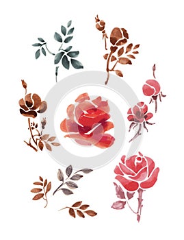 Set of watercolor flowers and leaves. Roses on a white background.