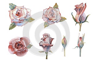 Set of watercolor flowers. Roses. Graphic element. Open and closed buds. Pink rose flower, red flower. Wedding concept