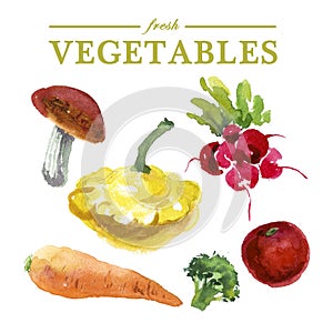 Set of watercolor fresh vegetables